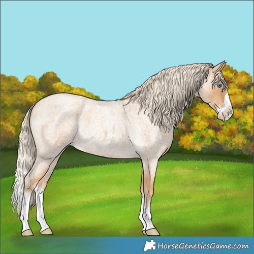 Horse Color:Gold Cream Champagne Roan Splash