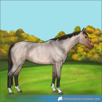 Horse Color:Brown Roan Dun 