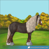 Horse Color:Liver Chestnut Rabicano 
