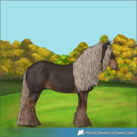 Horse Color:Liver Chestnut Rabicano