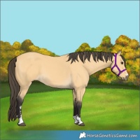Horse Color:Buckskin 