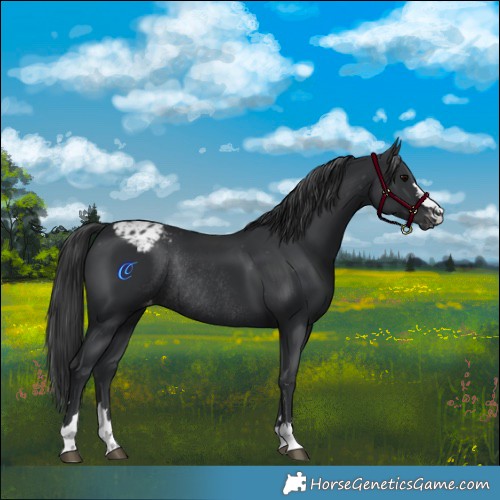 Horse Color:Black Appaloosa Rabicano 