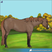 Horse Color:Liver Red Dun Frame Rabicano