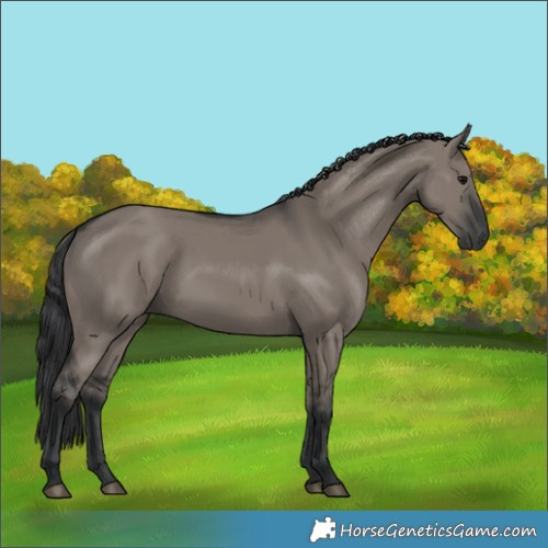Horse Color:Grullo Rabicano 