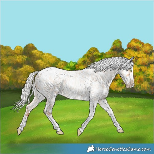 Horse Color:Silver Amber Champagne Roan Dun Splash Tobiano Frame Near Leopard Rabicano 