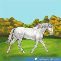 Horse Color:Silver Amber Champagne Roan Dun Splash Tobiano Frame Appaloosa Rabicano