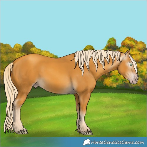 Horse Color:Gray Gold Cream Champagne 
