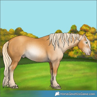Horse Color:Gray Gold Cream Champagne 