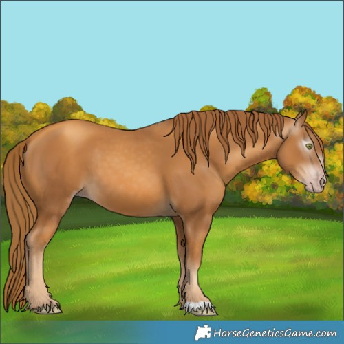 Horse Color:Gray Gold Champagne