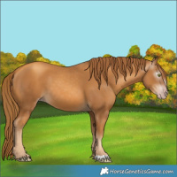 Horse Color:Gray Gold Champagne 
