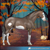 Horse Color:Bay Dun Splash Frame 