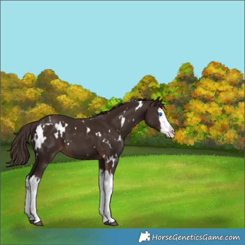 Horse Color:White Spotted Liver Chestnut Splash 