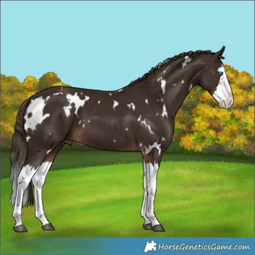 Horse Color:White Spotted Liver Chestnut Splash 