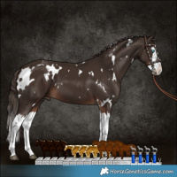 Horse Color:White Spotted Liver Chestnut Splash 