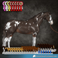 Horse Color:White Spotted Liver Chestnut Splash