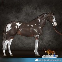 Horse Color:White Spotted Liver Chestnut Splash 