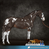 Horse Color:White Spotted Liver Chestnut Splash 