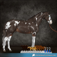 Horse Color:White Spotted Liver Chestnut Splash 