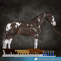 Horse Color:White Spotted Liver Chestnut Splash