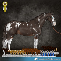 Horse Color:White Spotted Liver Chestnut Splash 