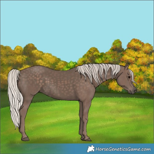 Horse Color:Silver Black
