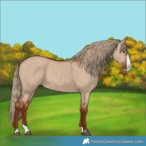 Horse Color:Red Dun Splash 
