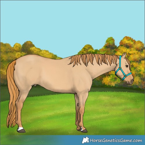 Horse Color:Red Dun 