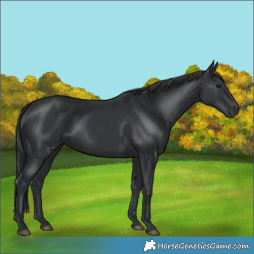 Horse Color:Black 