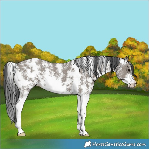 Horse Color:Grullo Sabino Rabicano 