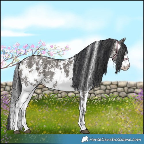 Horse Color:Grullo Sabino Rabicano 