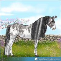 Horse Color:Grullo Sabino Rabicano 