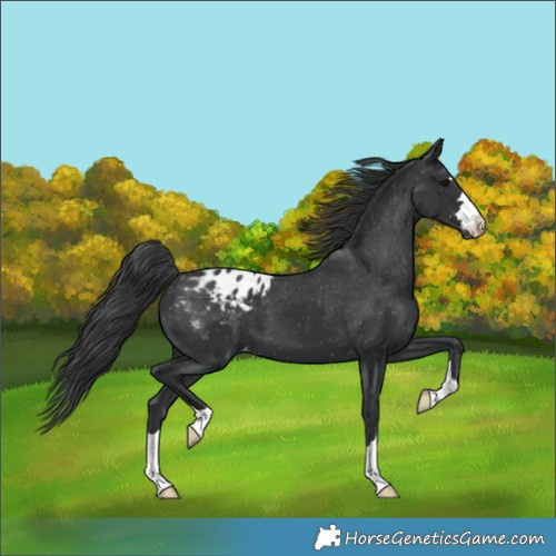 Horse Color:Black Blanket 