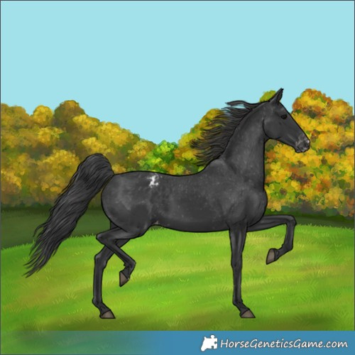 Horse Color:Black Varnish 