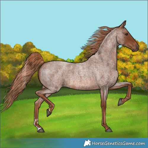 Horse Color:Red Roan 
