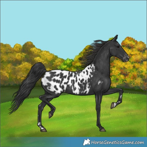 Horse Color:Black Near Leopard 