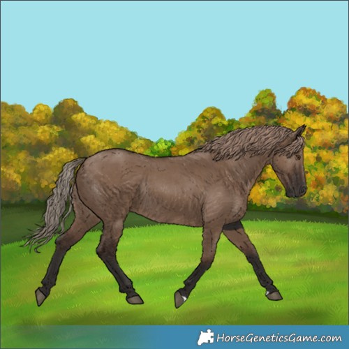Horse Color:Liver Red Dun Rabicano 