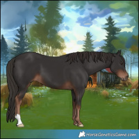 Horse Color:Liver Chestnut 