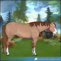 Horse Color:Red Dun Splash 