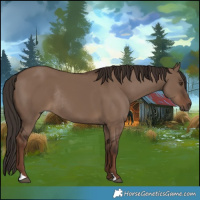 Horse Color:Liver Red Dun Rabicano 