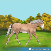 Horse Color:Silver Amber Champagne Frame 