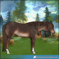 Horse Color:Liver Chestnut 