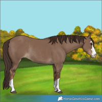 Horse Color:Liver Red Dun Rabicano 