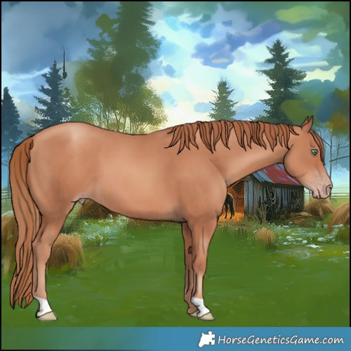 Horse Color:Gold Champagne