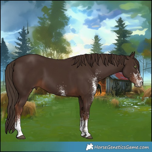 Horse Color:White Spotted Liver Chestnut 