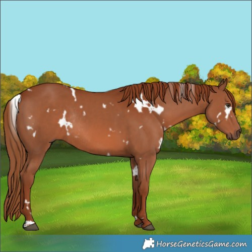 Horse Color:White Spotted Chestnut Rabicano 