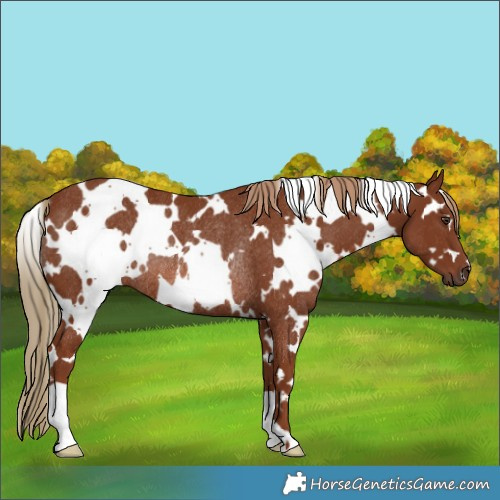 Horse Color:White Spotted Chestnut Rabicano
