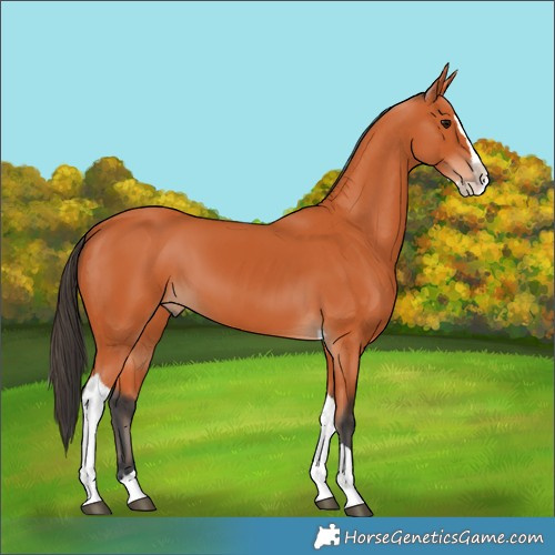 Horse Color:Bay Splash Tobiano 