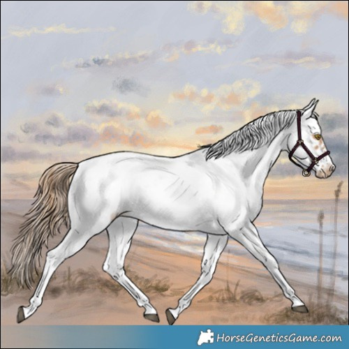 Horse Color:White Spotted Chestnut Pearl Tobiano Frame 