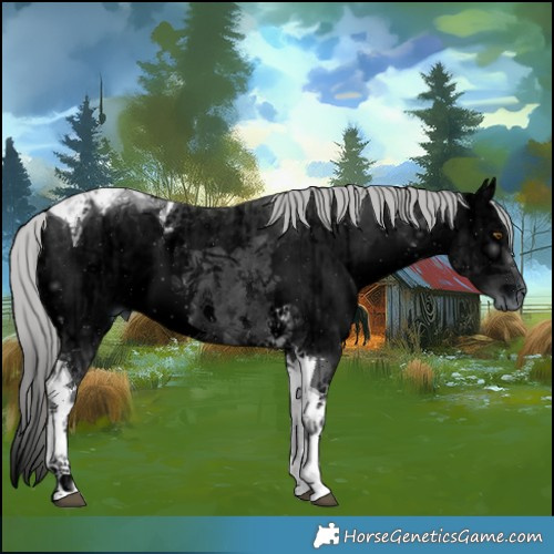 Horse Color:ERROR: UNKNOWN ANOMALY