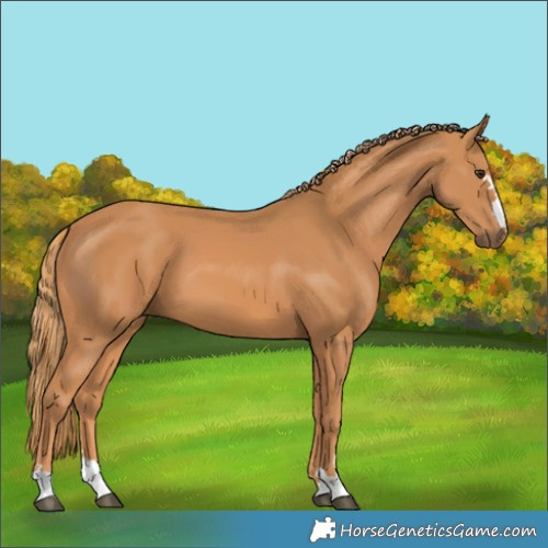 Horse Color:Chestnut 